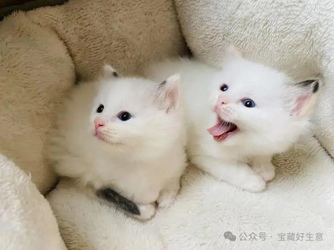 个新消费品从业者的五年创业思考不朽情缘平台登录网页深度 一(图3)